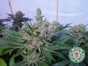White Willow Feminized cannabis flower bud by Soma Seeds
