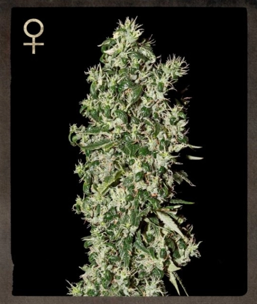 Big Tooth – Strain Hunters – Feminized