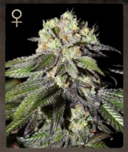 Caboose Feminized cannabis flower bud by Strain Hunters