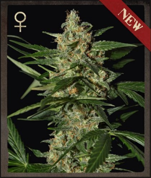 Damnesia Auto – Strain Hunters – Autoflowering