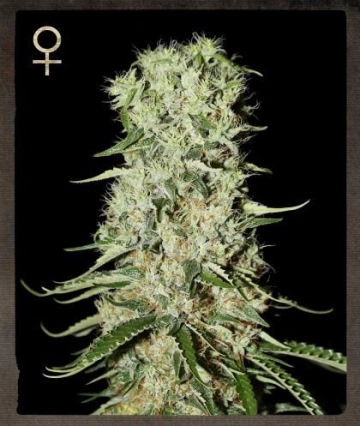 Damnesia Feminized cannabis flower bud by Strain Hunters