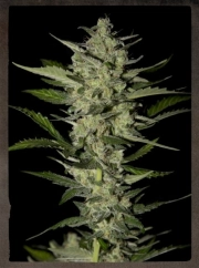 Flowerbomb Kush Feminized cannabis flower bud by Strain Hunters