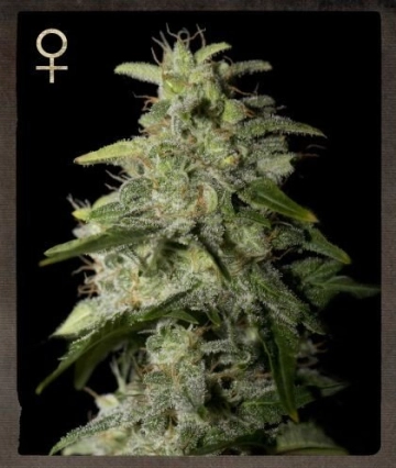 Money Maker Feminized cannabis flower bud by Strain Hunters