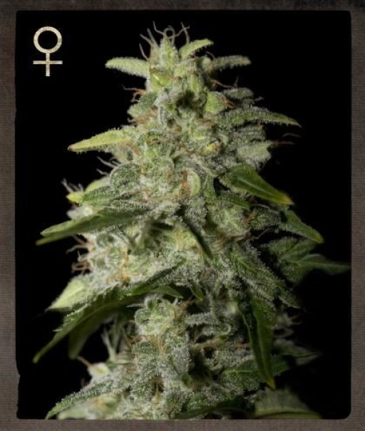 Money Maker – Strain Hunters – Feminized