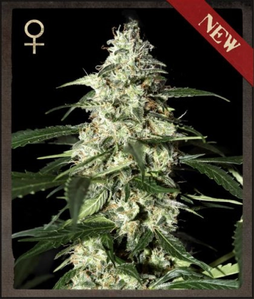 Skunk Auto – Strain Hunters – Autoflowering