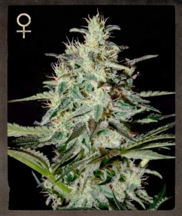 White Lemon Feminized cannabis flower bud by Strain Hunters