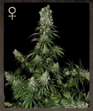 White Strawberry Skunk Feminized cannabis flower bud by Strain Hunters