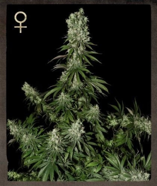White Strawberry Skunk – Strain Hunters – Feminized