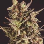 Blueberry Headband X SCBDX Feminized cannabis flower bud by SuperCBDx