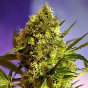 Big Devil #2 Autoflowering cannabis flower bud by Sweet Seeds