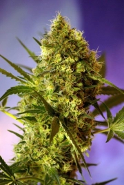 Big Devil FAST Version Feminized cannabis flower bud by Sweet Seeds