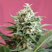 Big Devil XL Auto Autoflowering cannabis flower bud by Sweet Seeds