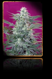 Big Foot Feminized cannabis flower bud by Sweet Seeds