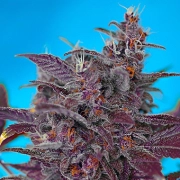 Black Cream Auto Autoflowering cannabis flower bud by Sweet Seeds