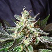 Black Jack Feminized cannabis flower bud by Sweet Seeds