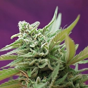 Black Jack Auto Autoflowering cannabis flower bud by Sweet Seeds