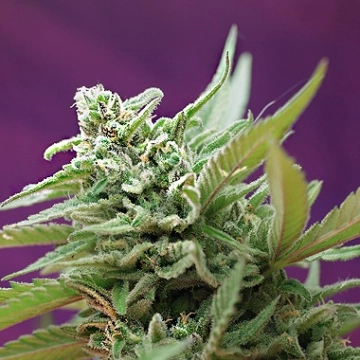 Black Jack Auto Autoflowering cannabis flower bud by Sweet Seeds