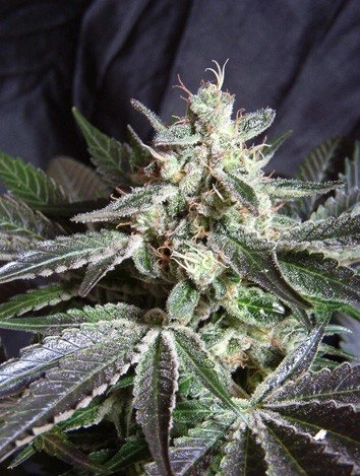 Black Jack FAST Version Feminized cannabis flower bud by Sweet Seeds