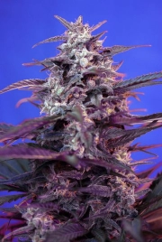 Bloody Skunk Auto Autoflowering cannabis flower bud by Sweet Seeds