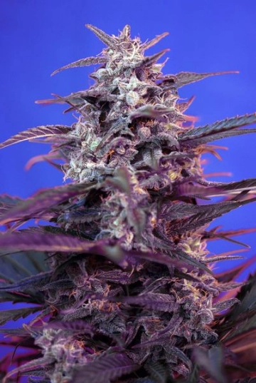 Bloody Skunk Auto Autoflowering cannabis flower bud by Sweet Seeds