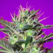 Botafumeiros Feminized cannabis flower bud by Sweet Seeds