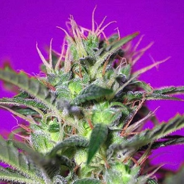 Botafumeiros Feminized cannabis flower bud by Sweet Seeds