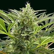 Cream 47 Feminized cannabis flower bud by Sweet Seeds