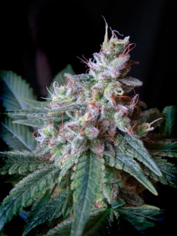 Cream Caramel Feminized cannabis flower bud by Sweet Seeds