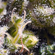 Cream Caramel Auto Autoflowering cannabis flower bud by Sweet Seeds