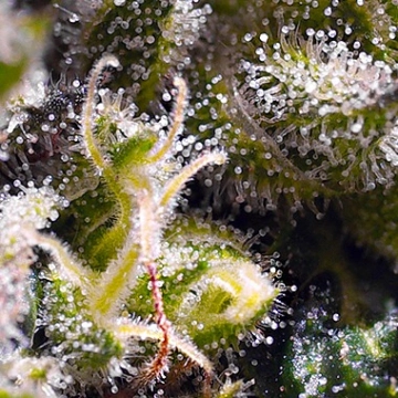 Cream Caramel Auto Autoflowering cannabis flower bud by Sweet Seeds