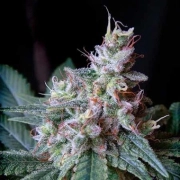 Cream Caramel Fast Version Feminized cannabis flower bud by Sweet Seeds