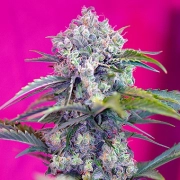 Cream Mandarin Auto Autoflowering cannabis flower bud by Sweet Seeds