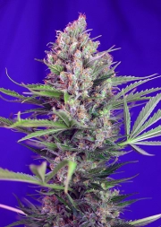 Cream Mandarine FAST Version Feminized cannabis flower bud by Sweet Seeds