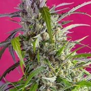 Crystal Candy Auto Autoflowering cannabis flower bud by Sweet Seeds