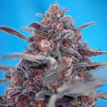 Devil Cream Auto Autoflowering cannabis flower bud by Sweet Seeds