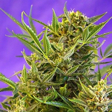 Double White Feminized cannabis flower bud by Sweet Seeds