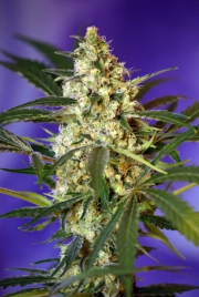 Fast Bud #2 Auto Autoflowering cannabis flower bud by Sweet Seeds