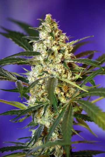 Fast Bud #2 Auto Autoflowering cannabis flower bud by Sweet Seeds
