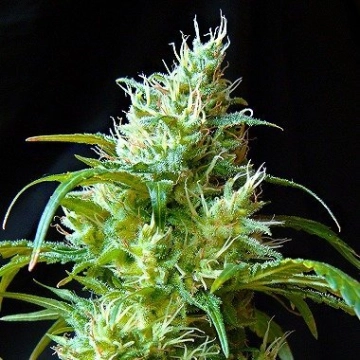 Flash Back #2 Feminized cannabis flower bud by Sweet Seeds