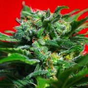 Ganesh Spirit Feminized cannabis flower bud by Sweet Seeds