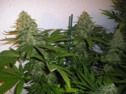 Green Poison Feminized cannabis flower bud by Sweet Seeds