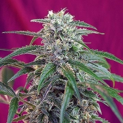 Green Poison Auto Autoflowering cannabis flower bud by Sweet Seeds