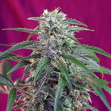 Green Poison Auto Autoflowering cannabis flower bud by Sweet Seeds