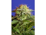 Green Poison FAST Version Feminized cannabis flower bud by Sweet Seeds