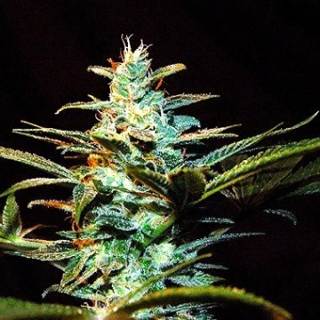 Ice Cool Feminized cannabis flower bud by Sweet Seeds