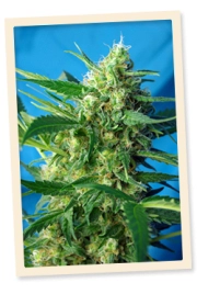 Ice Cool Auto Autoflowering cannabis flower bud by Sweet Seeds