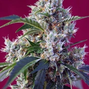 Indigo Berry Kush Feminized cannabis flower bud by Sweet Seeds