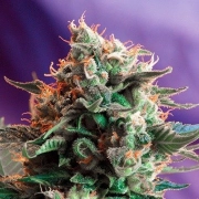 Jack 47 Auto Autoflowering cannabis flower bud by Sweet Seeds