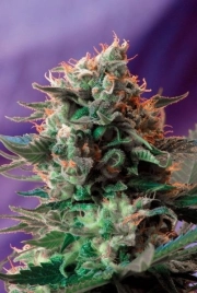 Jack 47 FAST Version Feminized cannabis flower bud by Sweet Seeds