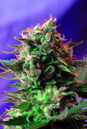 Jack 47 Feminized cannabis flower bud by Sweet Seeds